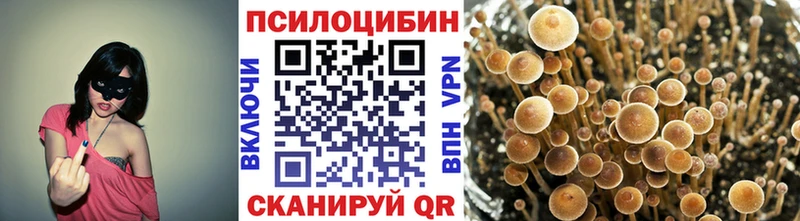Галлюциногенные грибы Psilocybe  купить наркотики цена  Асино 